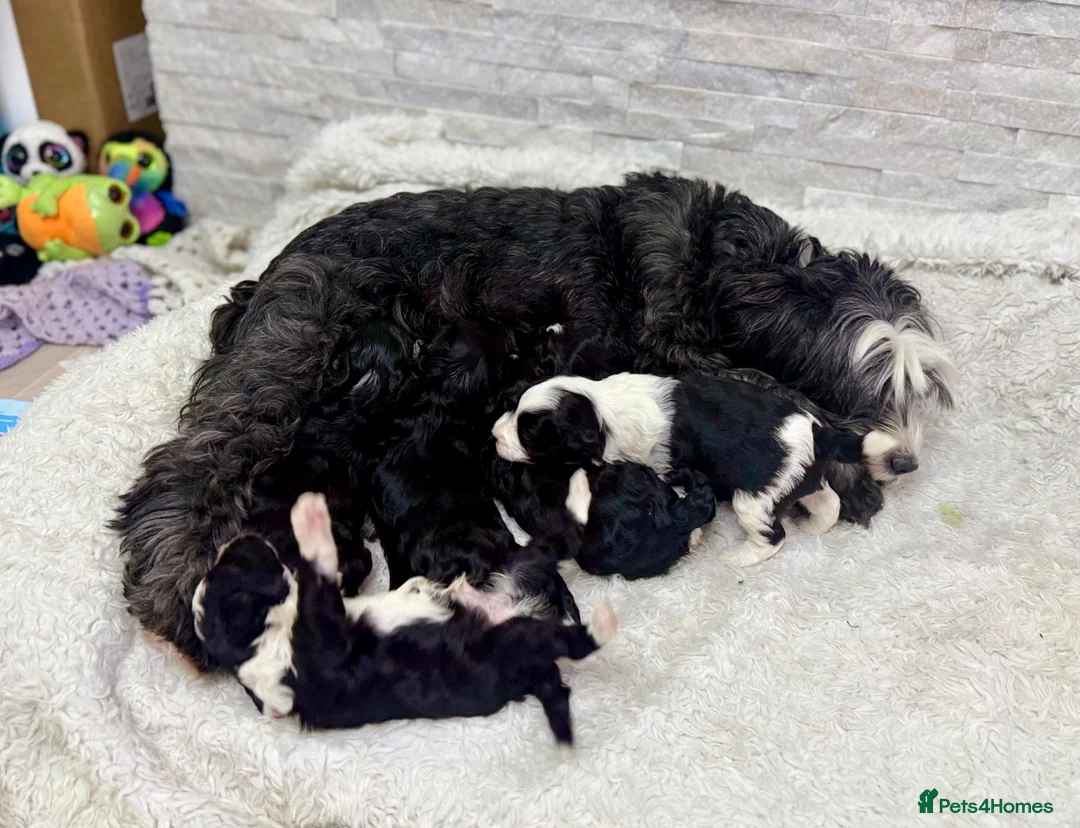 Mixed Breed dogs for sale: Stunning F1 parti Ttoodle pups ❤️Tibetan doodles❤️ - Advert 1