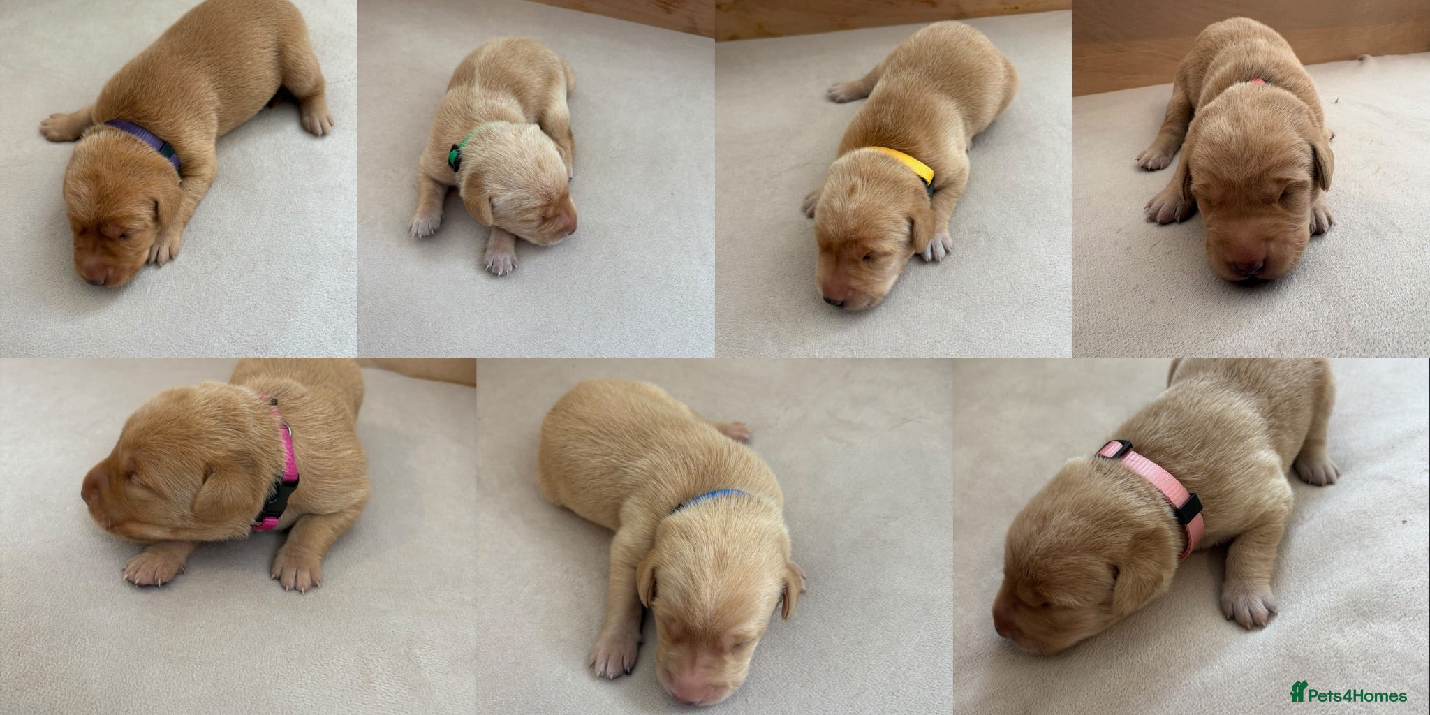 Labrador Retriever dogs Exceptionally Health Tested Champion Pedigree Pups - Advert 1