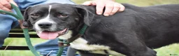 Mixed Breed dogs for adoption: Monky - Advert 6