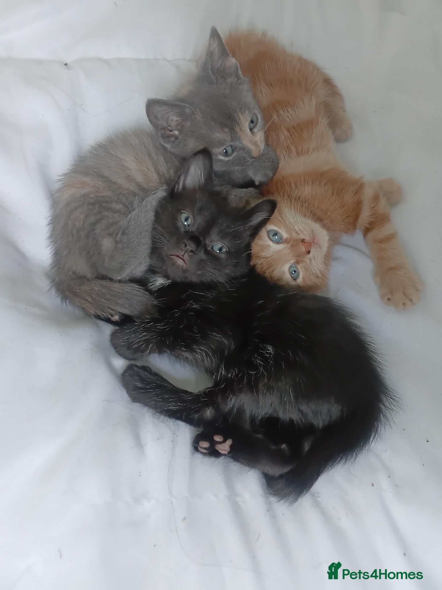 Mixed Breed cats Kittens 4 sale - Advert 14