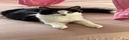 Mixed Breed cats for sale: Adorable kittens looking for a new home! - Advert 2