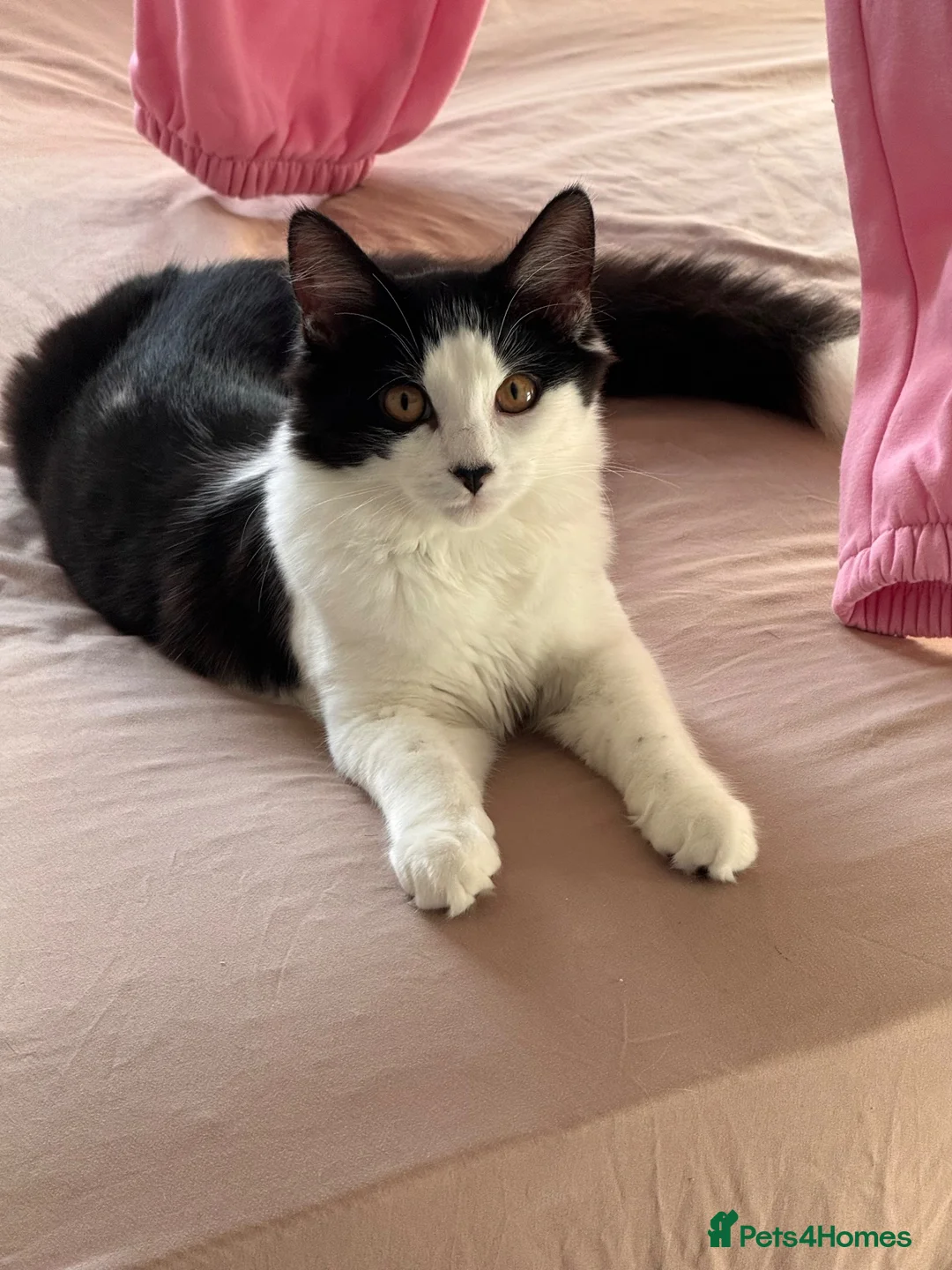 Mixed Breed cats for sale: Adorable kittens looking for a new home! - Advert 2