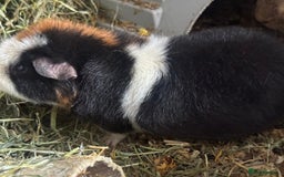 Guinea Pig rodents for sale: 2 Male Guinea  - Image 4