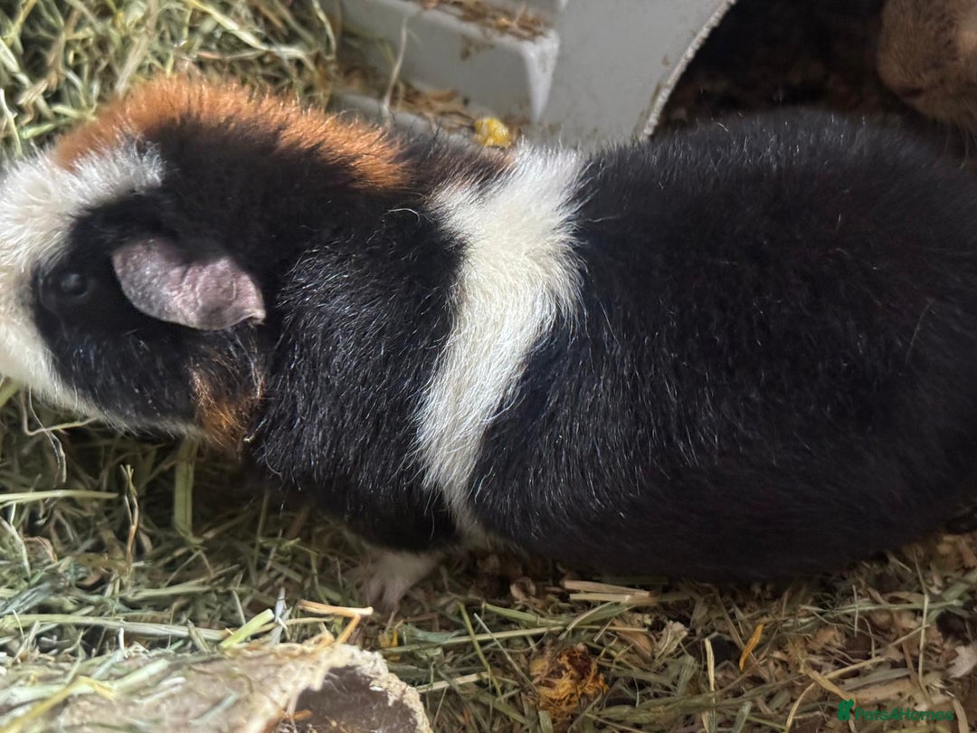 Guinea Pig rodents for sale: 2 Male Guinea  - Image 4
