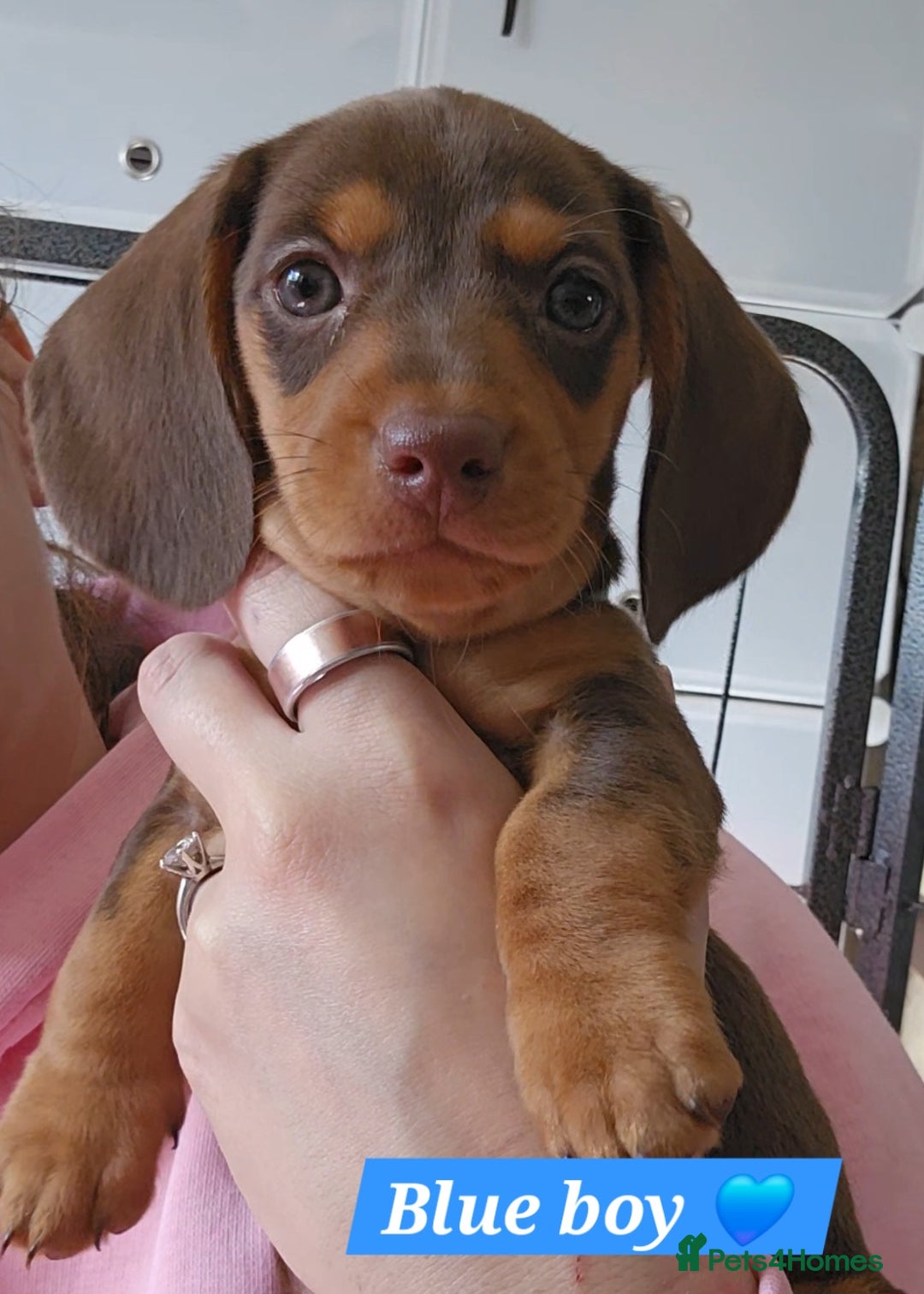 Miniature Dachshund dogs for sale:  Miniature Dachshunds ready to go Friday 19th Sept - Image 29