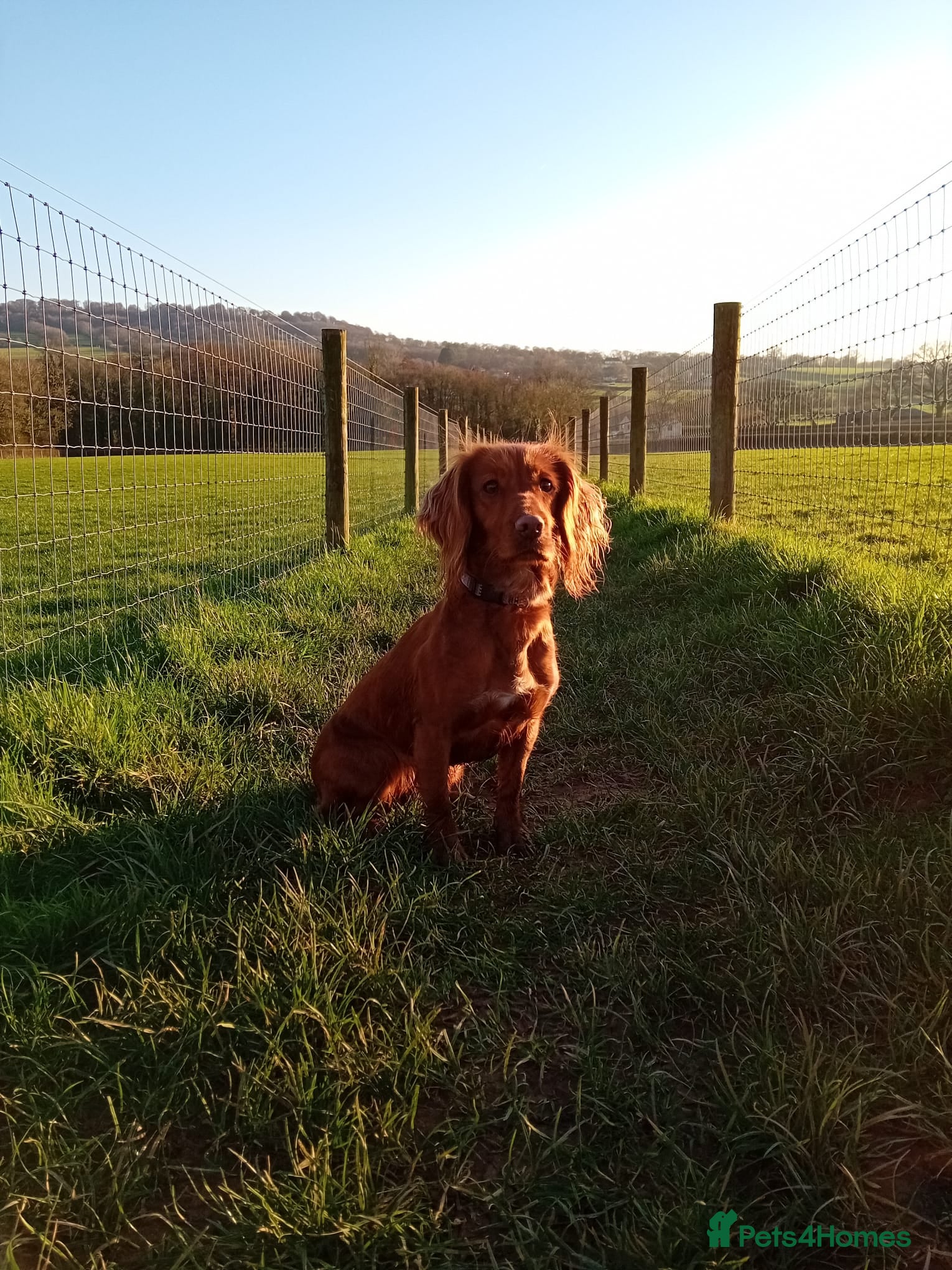 Cocker Spaniel dogs 4 Red Working Cocker Spaniel Boys - Advert 1