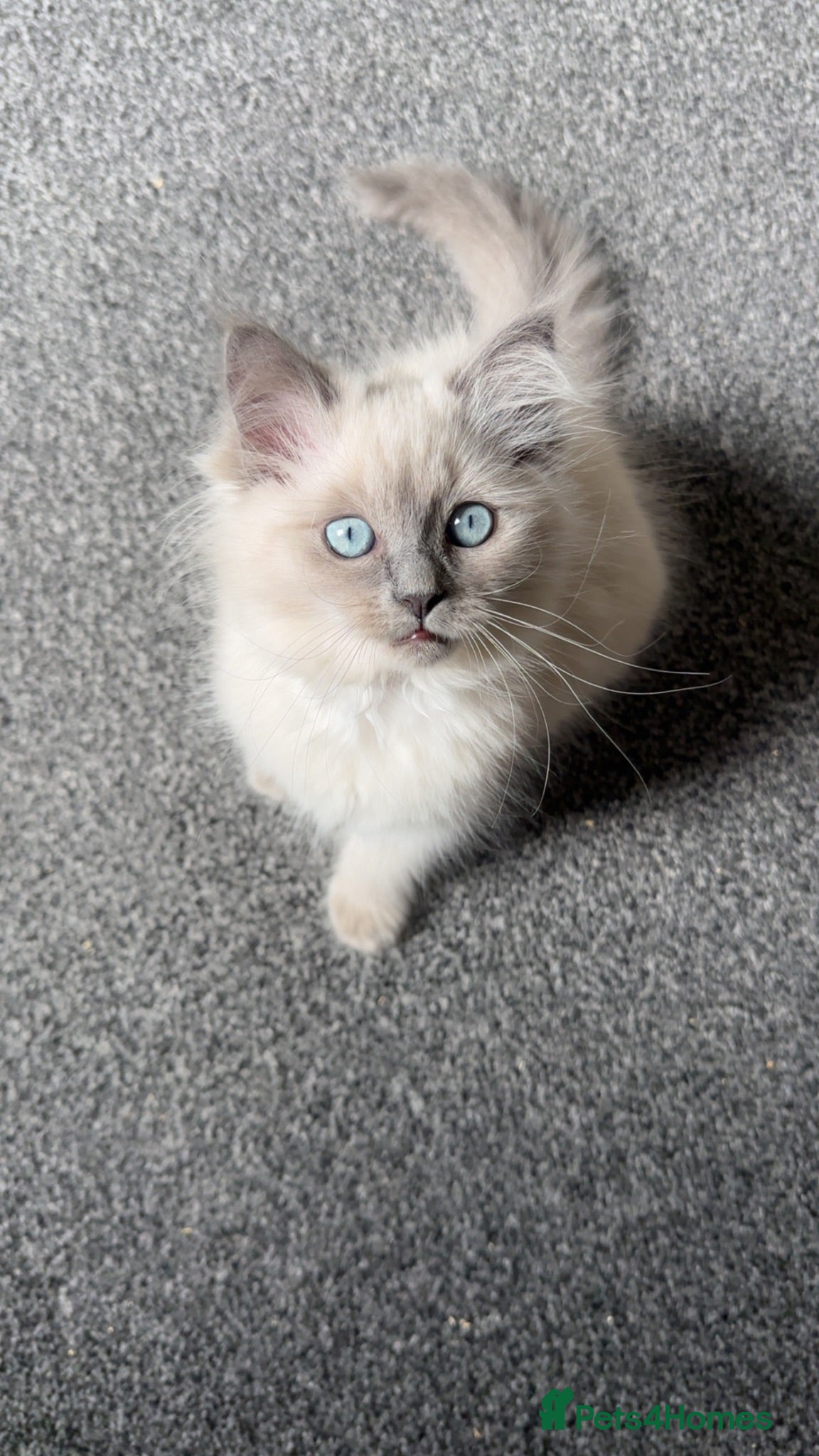 Mixed Breed cats Beautiful Ragdoll Kittens – Only £650  - Advert 9