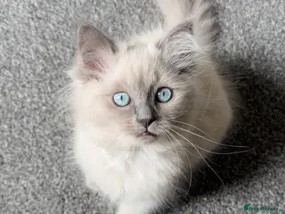 Mixed Breed cats Beautiful Ragdoll Kittens – Only £650 - Advert 9