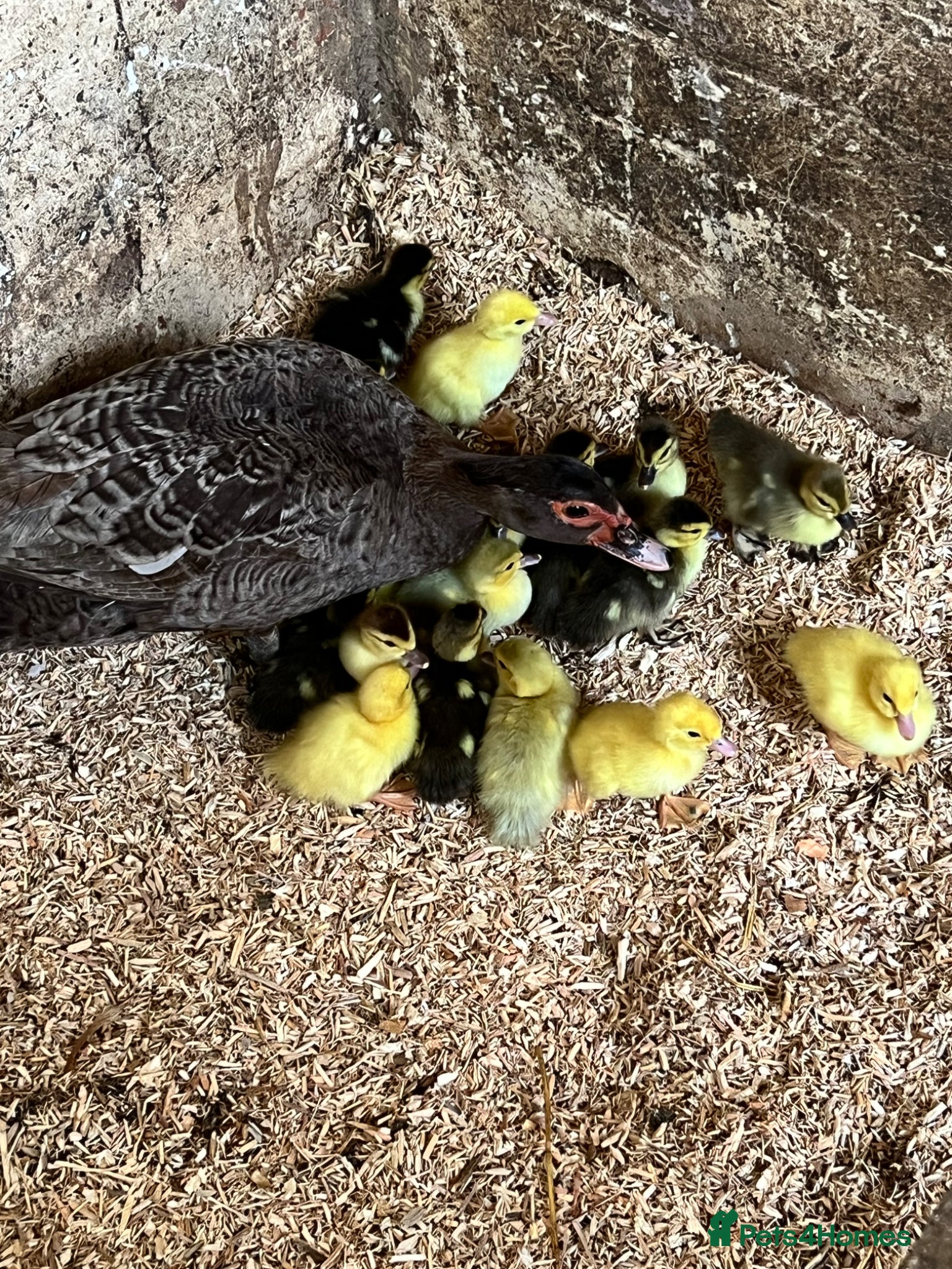 Ducks poultry Muscovy Ducklings - 6-8 weeks old-lots of colours  - Advert 15