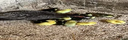Ducks poultry for sale: Muscovy - lots of colours - Hatched Regularly - Advert 2