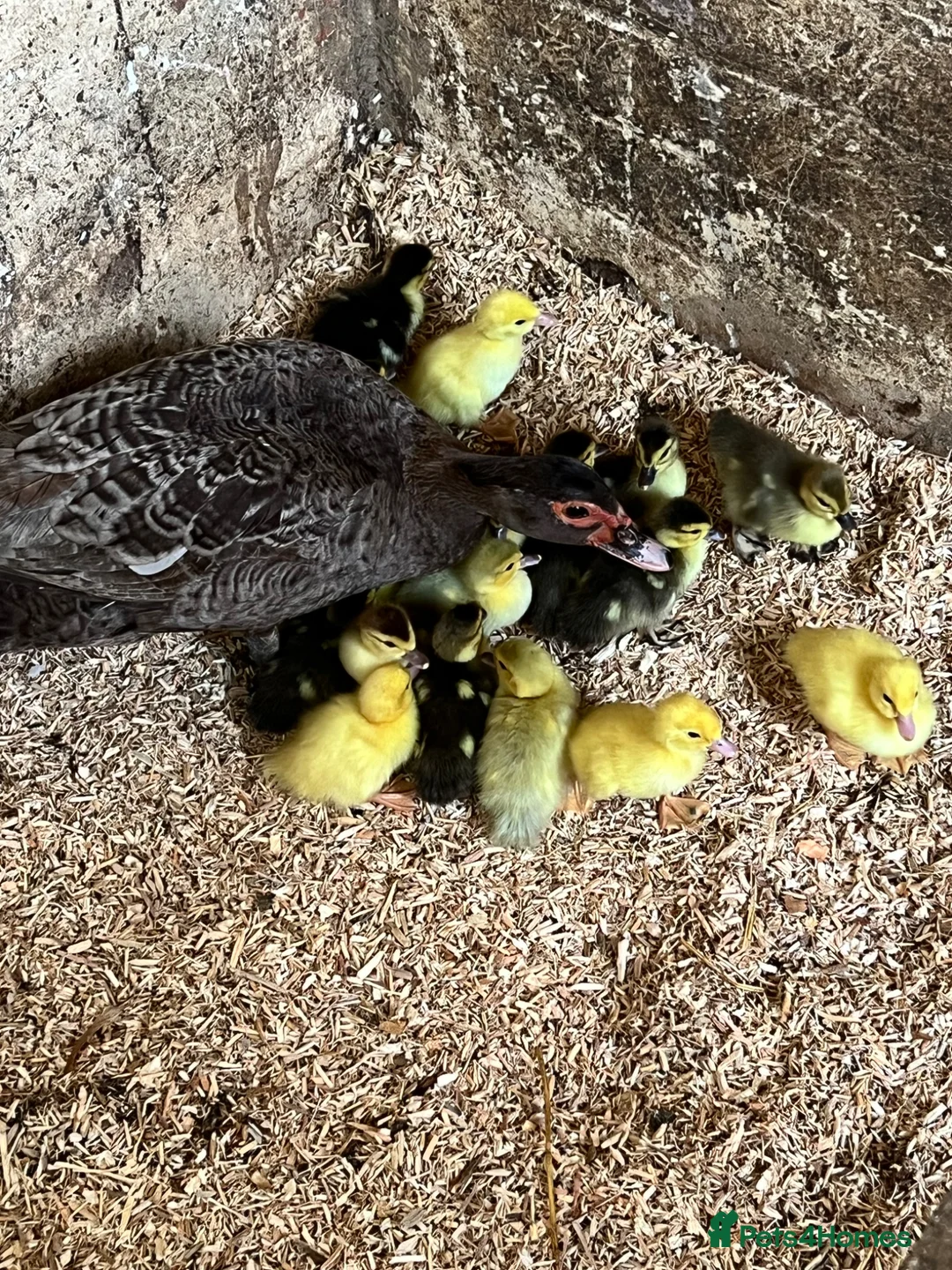 Ducks poultry for sale: Muscovy - lots of colours - Hatched Regularly - Advert 2