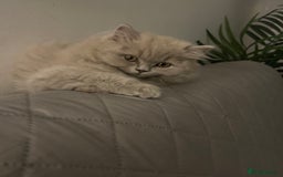 British Longhair cats for sale: Lilac British long hair mix Scottish  - Image 1
