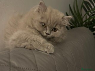 British Longhair cats - Advert 1