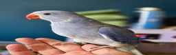Ringnecks birds for sale: Stunning Hand Reared Ringnecks - Advert 1