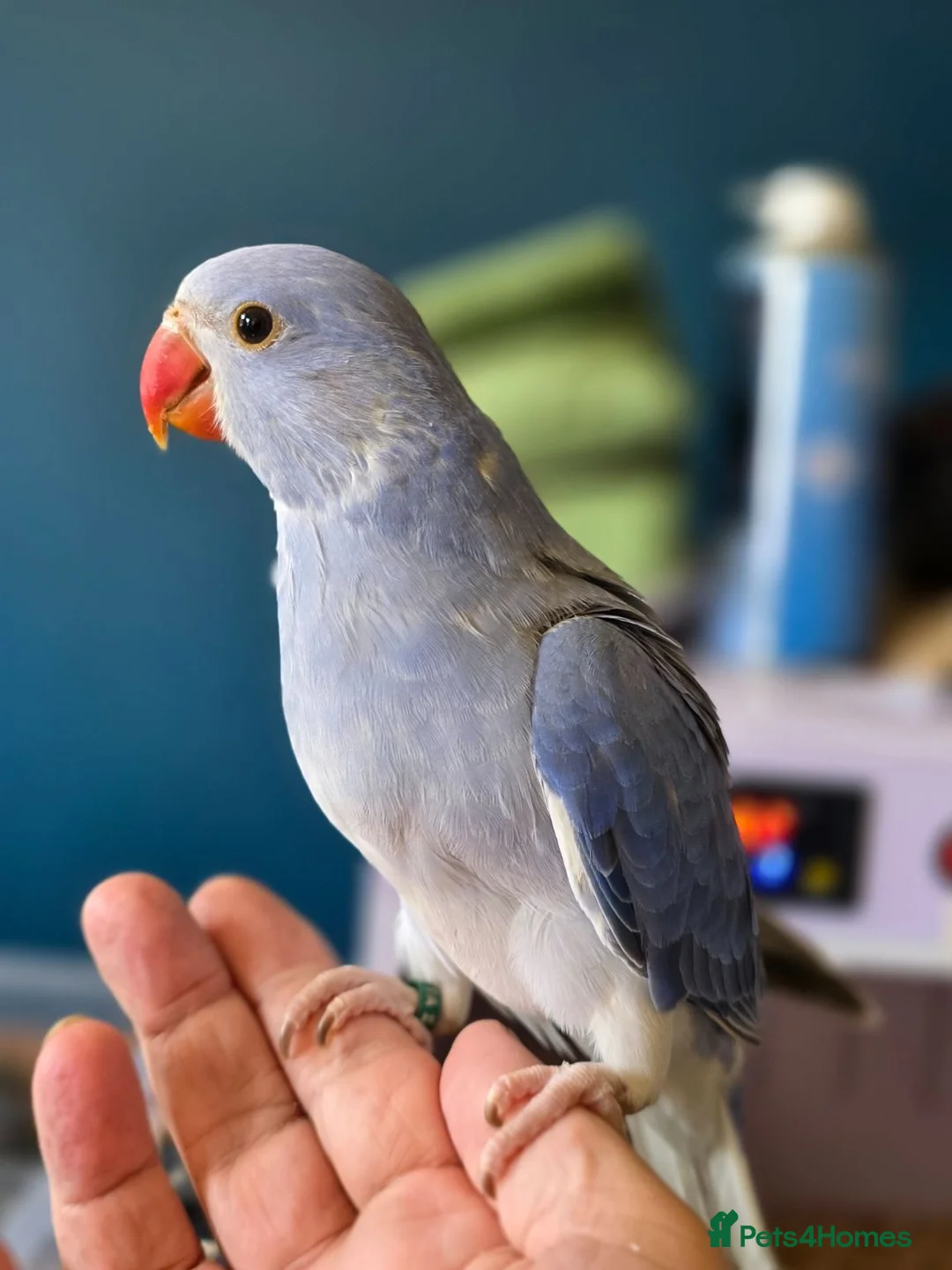 Ringnecks birds for sale: Stunning Hand Reared Ringnecks - Advert 1