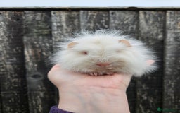 Guinea Pig rodents for sale: 3 baby swiss boars - Image 10