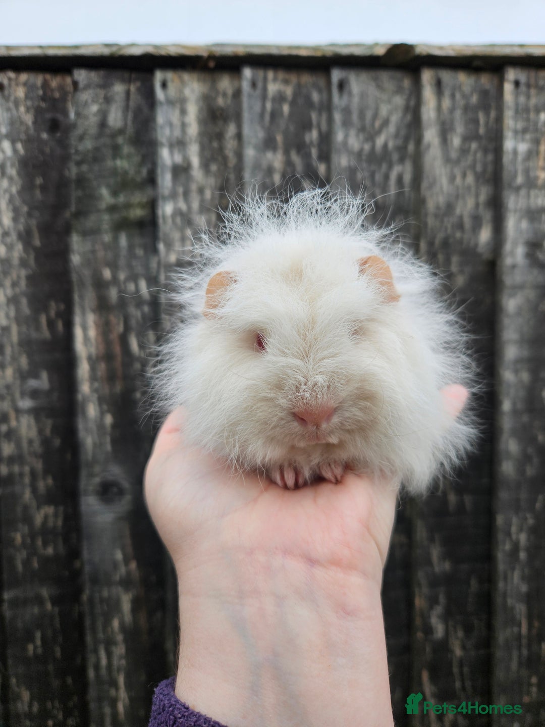 Guinea Pig rodents for sale: 3 baby swiss boars - Image 10