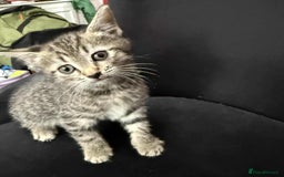 European cats for sale: 6 beautiful kitten - Image 5