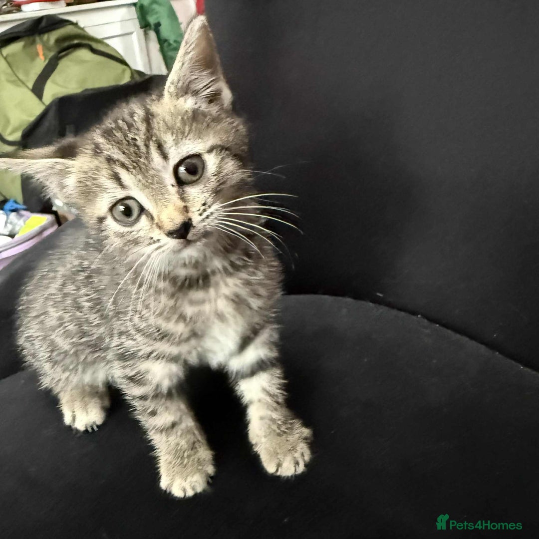 European cats for sale: 6 beautiful kitten - Image 5