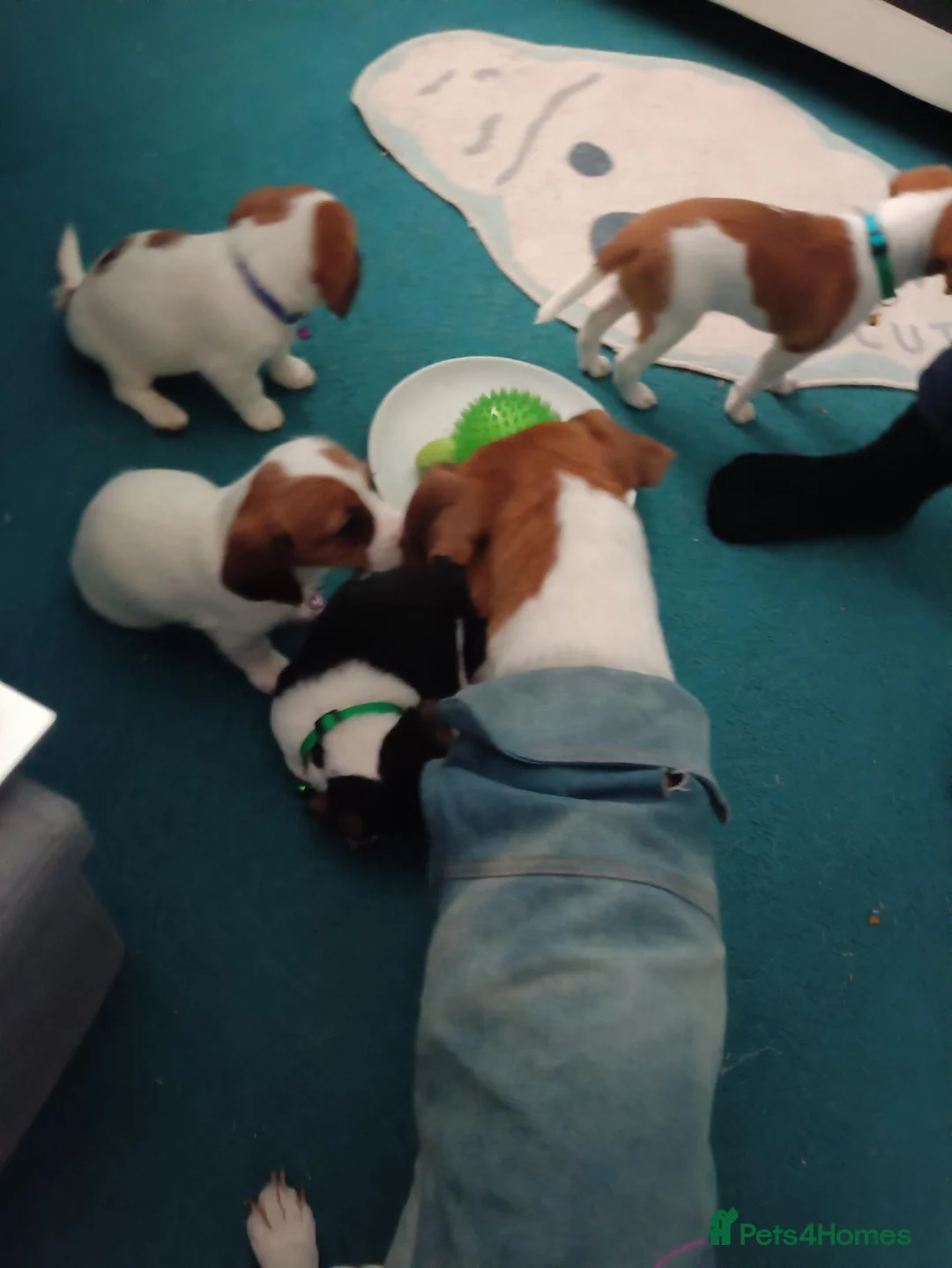 Jack Russell dogs for sale: Litter of 4 jack Russell puppies in Bolton - Advert 1