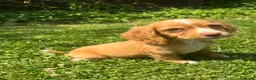 Cocker Spaniel dogs for sale: 4 cocker spaniel girls looking for new homes  in Wisbech - Advert 1