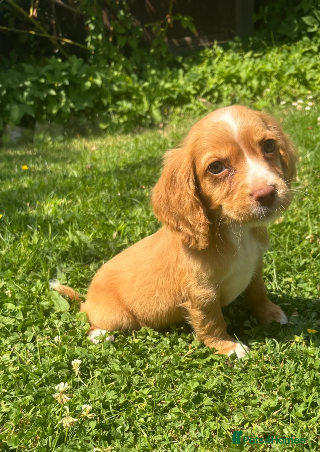 Cocker Spaniel dogs for sale: 4 cocker spaniel girls looking for new homes  in Wisbech - Advert 1