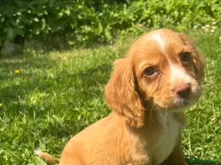 Cocker Spaniel dogs 4 cocker spaniel girls looking for new homes - Advert 5