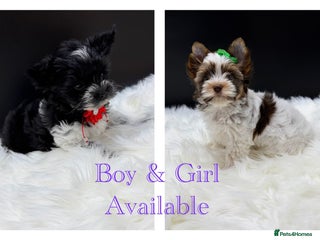 Yorkshire Terrier dogs for sale: Ready to go Exotic Colourful Yorkshire Terriers - Advert 1