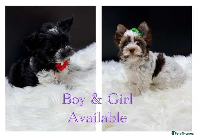 Yorkshire Terrier dogs Ready to go Exotic Colourful Yorkshire Terriers - Advert 2