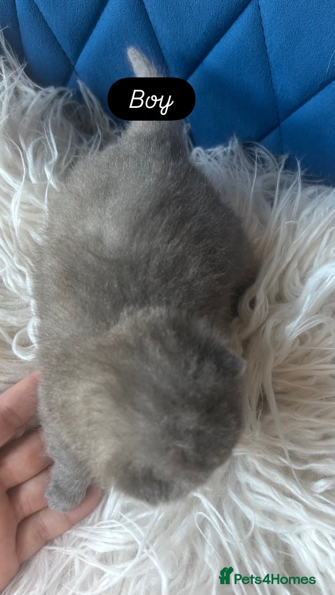 British Shorthair cats for sale: 🧸✨6 Chunky British Shorthair Kittens For Sale✨🧸 - Advert 17