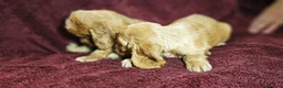 Cocker Spaniel dogs for sale: KC show type cicker spaniels  - Advert 3