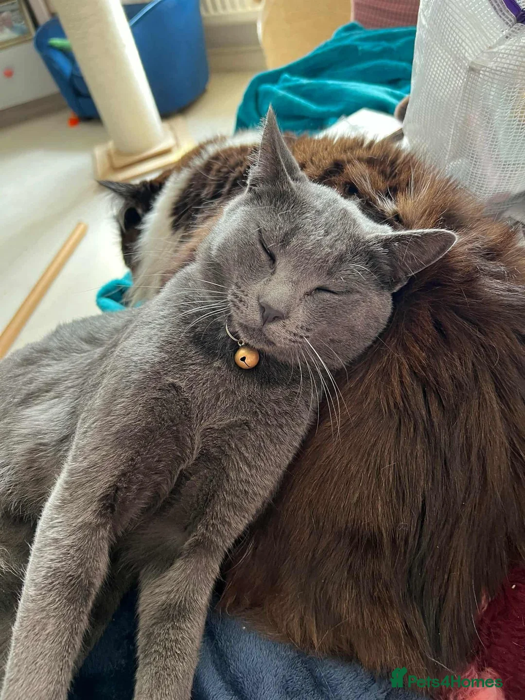 Mixed Breed cats for adoption: Super-cuddly, lively tripod looking for love - Advert 2