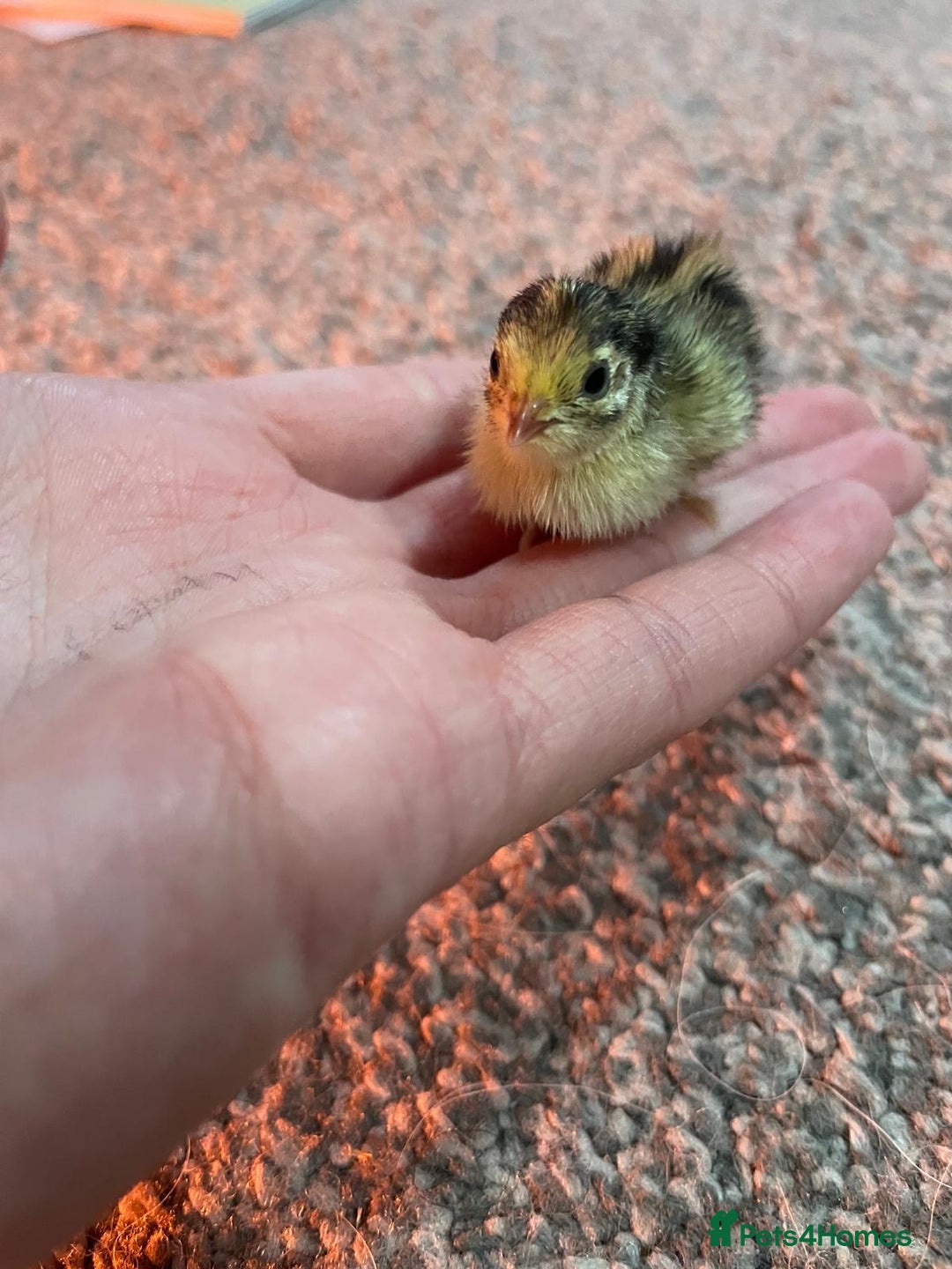 Quail poultry for sale: Button quails - Image 2