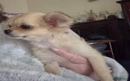 Chihuahua dogs for sale: Long haired chihuahua  - Image 21