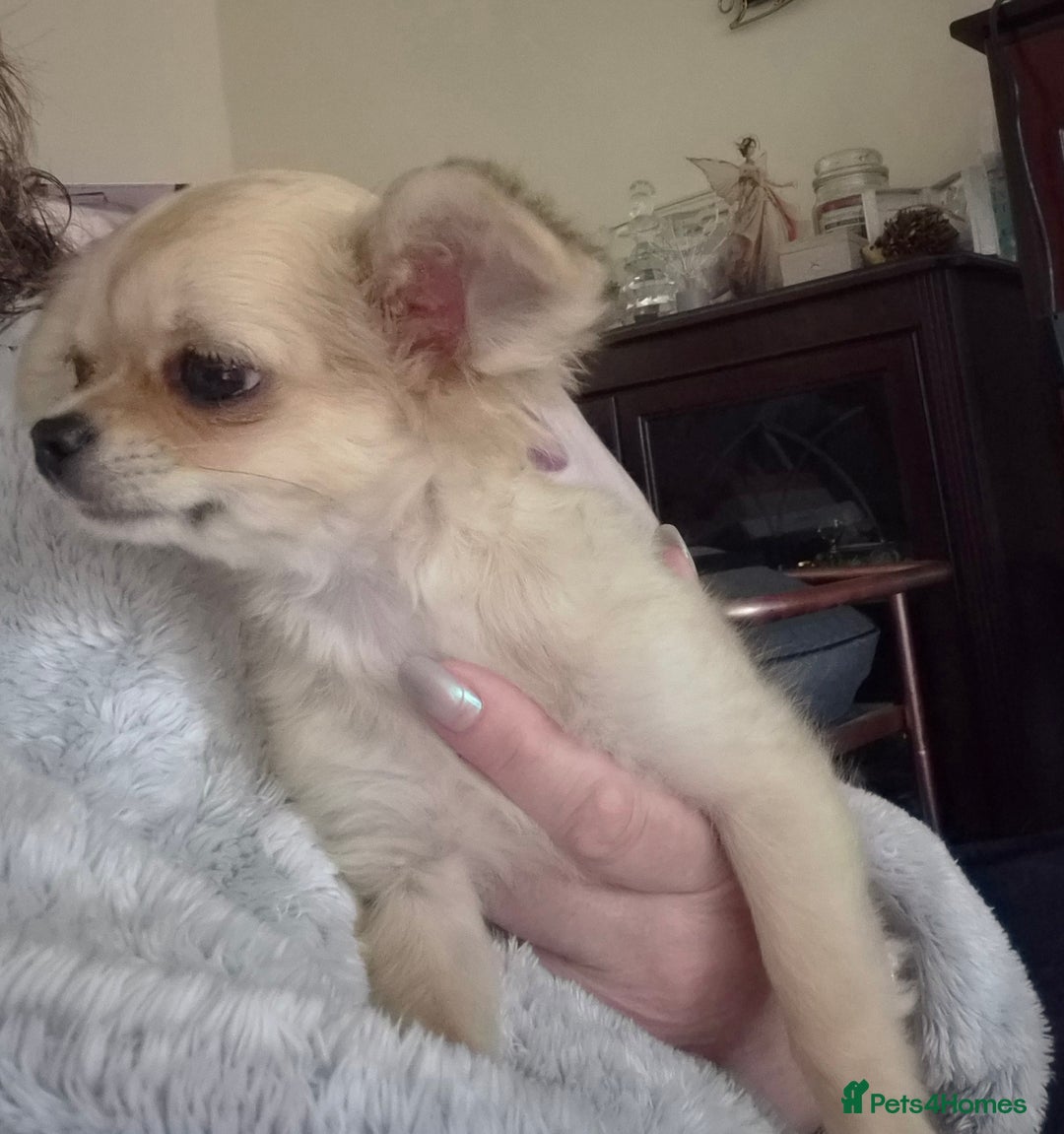 Chihuahua dogs for sale: Long haired chihuahua  - Image 21