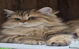 British Longhair cats for sale: GCCF Registered British Longhaired Kittens  - Image 6