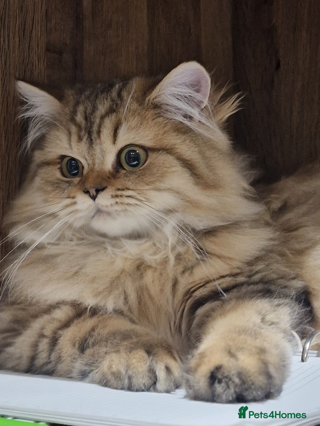 British Longhair cats for sale: GCCF Registered British Longhaired Kittens  - Image 6