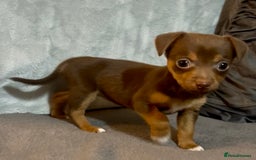 Jack Russell dogs for sale: 🌈 Rare Coloured Old Fashion Type Jack Russel’s 😂 - Image 7