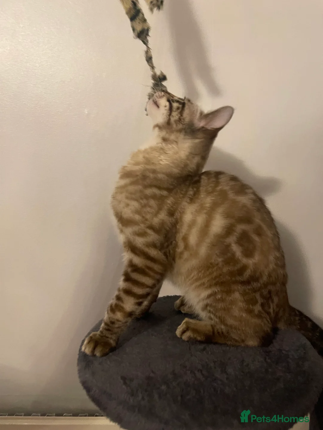 Bengal cats for sale: Snow Lynx Bengal Male kitten - Advert 13