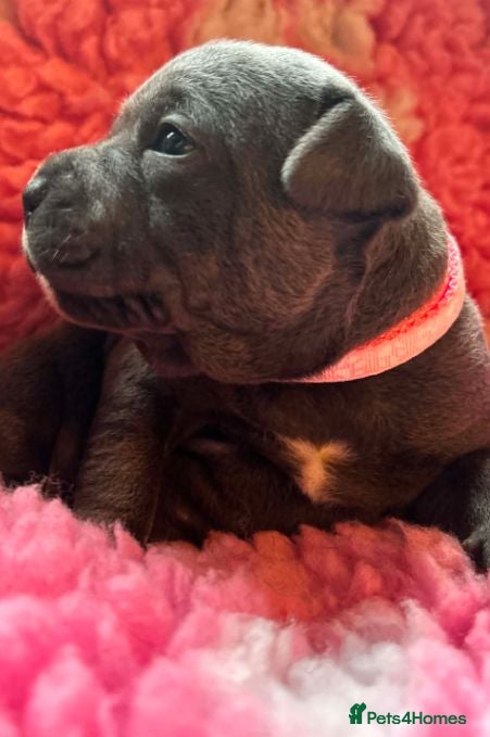 Staffordshire Bull Terrier dogs Staffordshire Bull Terrier puppies for sale  - Advert 6