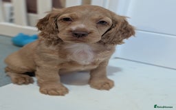 Cocker Spaniel dogs for sale: KC Registered Cocker Spaniel Puppies in Canterbury - Image 2