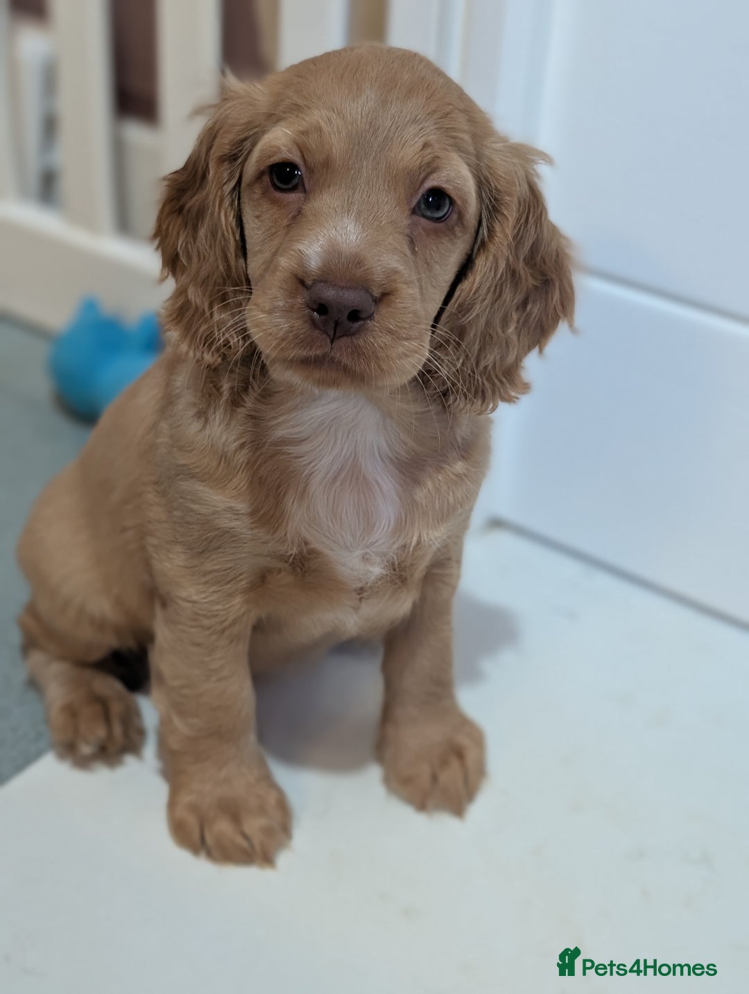 Cocker Spaniel dogs for sale: KC Registered Cocker Spaniel Puppies in Canterbury - Image 2