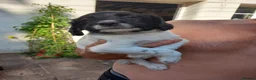 English Springer Spaniel dogs for sale: Traditional working English Springer spaniel  - Advert 15