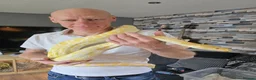 Python Snake reptiles for sale: Albino Python LARGE - Advert 10
