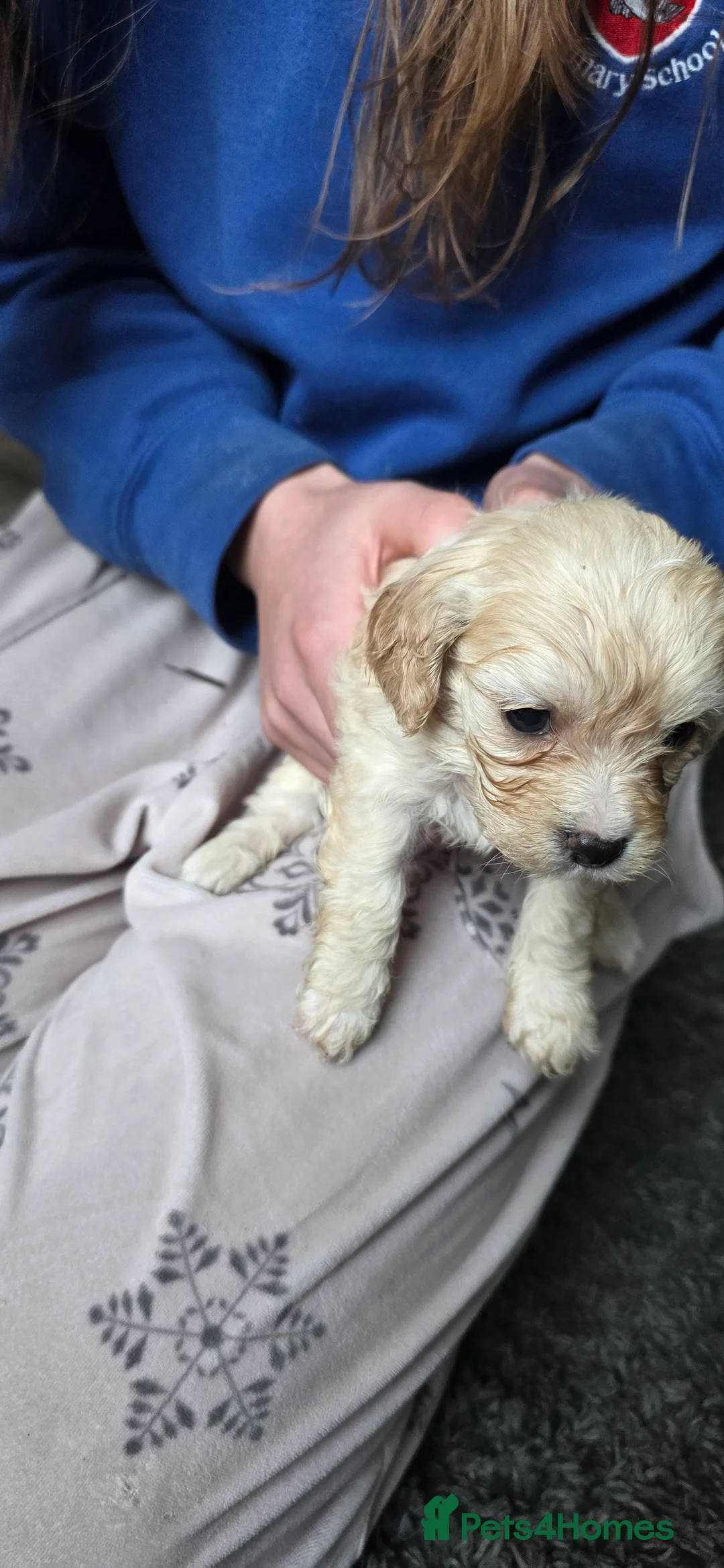 Cavapoo dogs for sale: Stunning miniature cavapoo - Advert 2