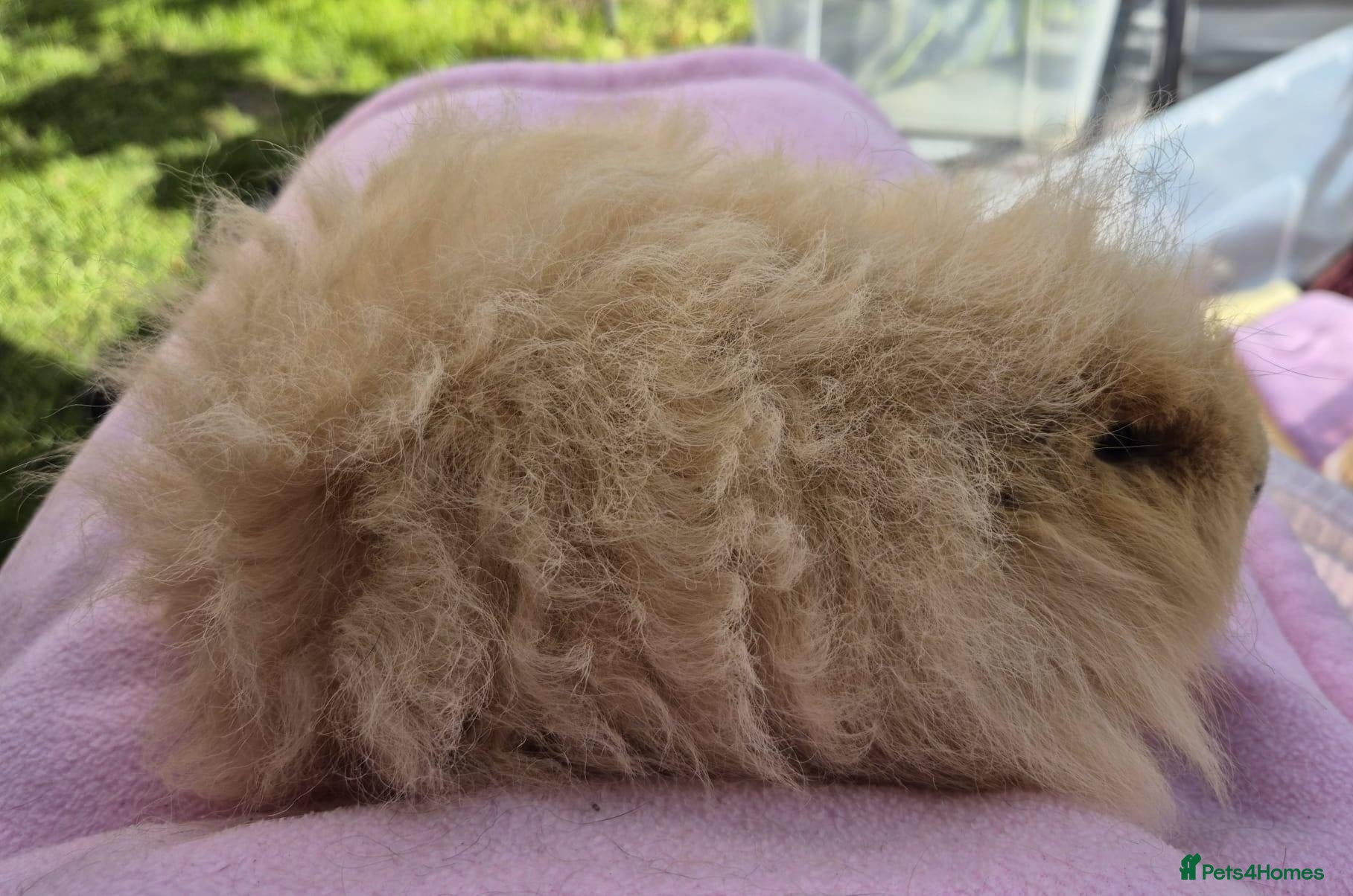 Guinea Pig rodents for sale: Cream Swiss Boar  - Advert 2