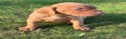 Hungarian Vizsla dogs for sale: OUR BEAUTIFUL GIRL HAS HAD 8 KC REG PUPS - Advert 7