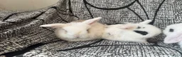 Mixed Breed rabbits for sale: Baby mini lops  - Advert 5