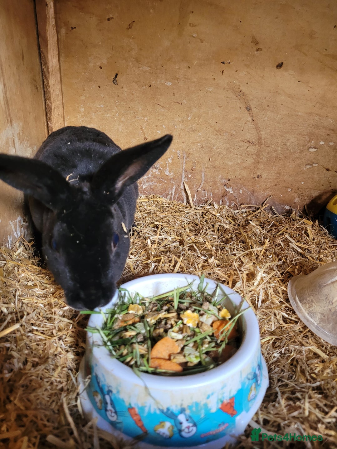 Rex rabbits for sale: 2 x stunning Mini Rex bucks  - Image 10