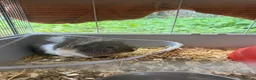Boa Snake reptiles for sale: Different animals for sale  - Advert 4